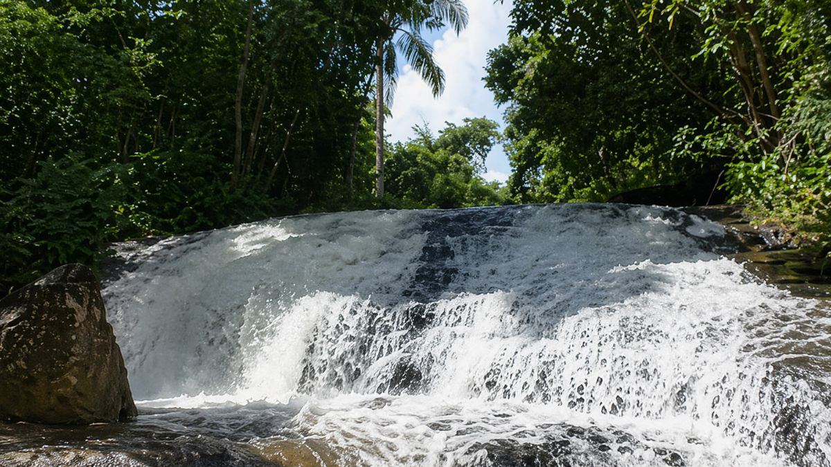 Uma vista frontal de uma cachoeira em uma floresta tropical exuberante. A água branca e espumosa cai em cascata sobre um grande afloramento de rocha escura e arredondada, formando corredeiras turbulentas no primeiro plano. A água desce em múltiplos riachos, cobrindo a face da rocha. Rochas menores estão espalhadas no leito do rio no primeiro plano, com uma rocha maior e musgosa à esquerda. A cachoeira é cercada por uma densa floresta de árvores verdes e exuberantes, com uma palmeira alta e distinta se projetando no centro, em frente ao céu azul claro e ensolarado. A luz do dia realça o contraste entre a água branca e a vegetação escura. O ângulo de visão é baixo, olhando para cima para a queda d'água.