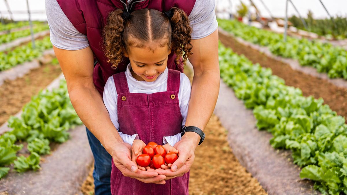 Uma fotografia em primeiro plano e vista de cima foca as mãos de um homem adulto e de uma menina segurando juntas uma pequena colheita de tomates cereja vermelhos e brilhantes. O homem veste um colete bordô e a menina uma jardineira da mesma cor sobre uma blusa branca. As mãos deles estão unidas sob os frutos vermelhos. Ao fundo, vê-se uma plantação de alfaces verdes e viçosas cultivadas em uma estufa com estrutura de metal e solo marrom, com as fileiras de plantas estendendo-se em perspectiva desfocada, indicando uma horta orgânica familiar.