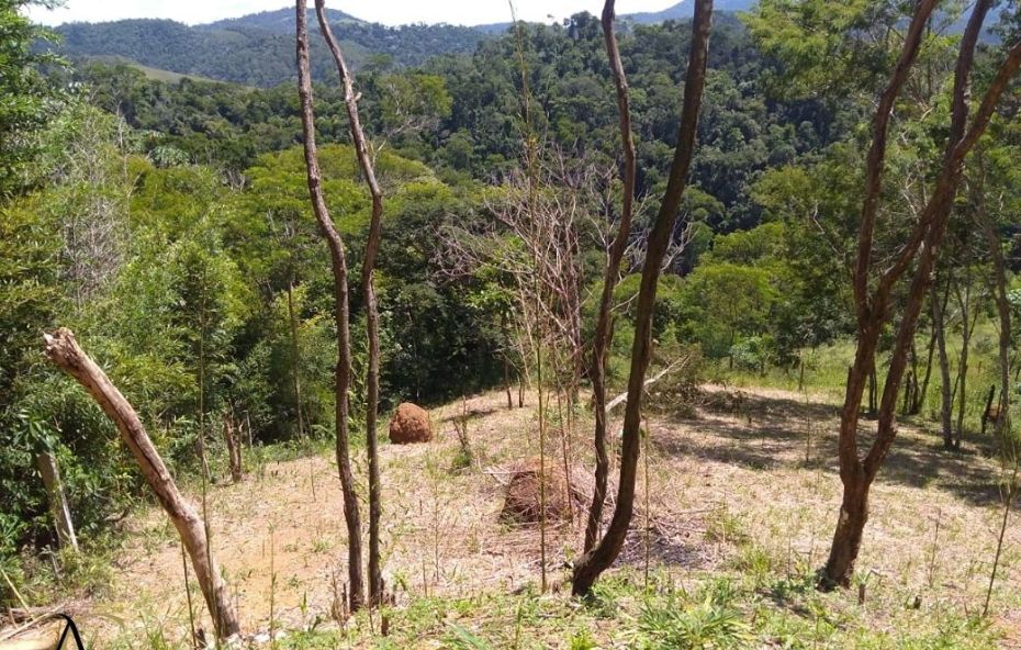 Fotografia em perspectiva de terreno em declive com solo de terra e pasto baixo, mostrando alguns troncos e galhos secos e dezenas de árvores finas ao longo da área, revelando ao fundo uma extensa floresta densa e contínua de Mata Atlântica que recobre colinas montanhosas sob um céu claro com nuvens esparsas.