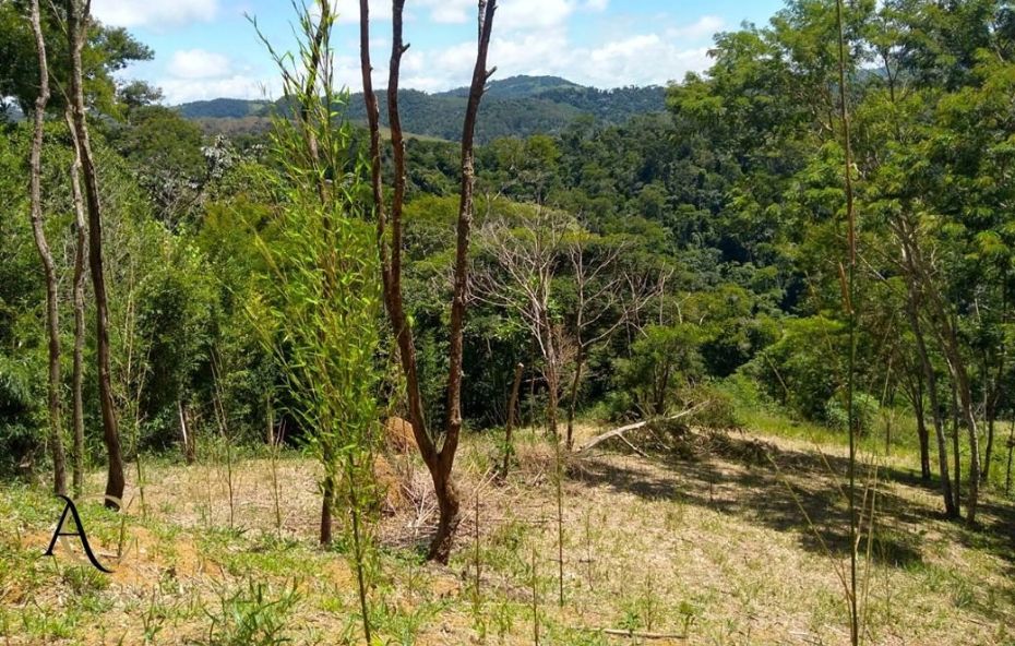 Fotografia em perspectiva elevada de um terreno inclinado em Ipiabas, Barra do Piraí, com grama rasteira e troncos finos em primeiro plano, que revela uma vista deslumbrante e ininterrupta de uma densa floresta nativa de Mata Atlântica sobre colinas onduladas sob um céu azul ensolarado com nuvens esparsas.