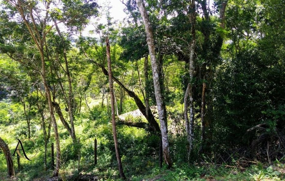 Fotografia tirada de uma área elevada e sombreada mostrando um terreno em declive coberto por vegetação rasteira verde e árvores finas com troncos esbranquiçados que descem para uma clareira ao centro revelando ao fundo as colinas montanhosas de Mata Atlântica sob um céu ensolarado.