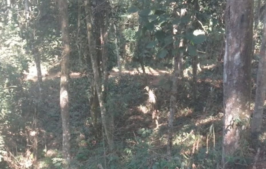 A imagem apresenta um terreno plano e limpo no Loteamento Vale Verde 1 em Ipiabas. O lote possui gramado baixo e está pronto para receber fundações. Ao fundo, observam-se ruas pavimentadas, postes de iluminação pública e uma densa área de vegetação nativa preservada que circunda o condomínio.