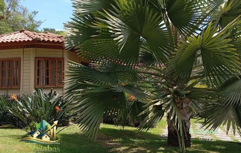 Vista de um chalé de madeira clara com telhado cerâmico cercado por um jardim gramado e uma palmeira robusta em destaque.