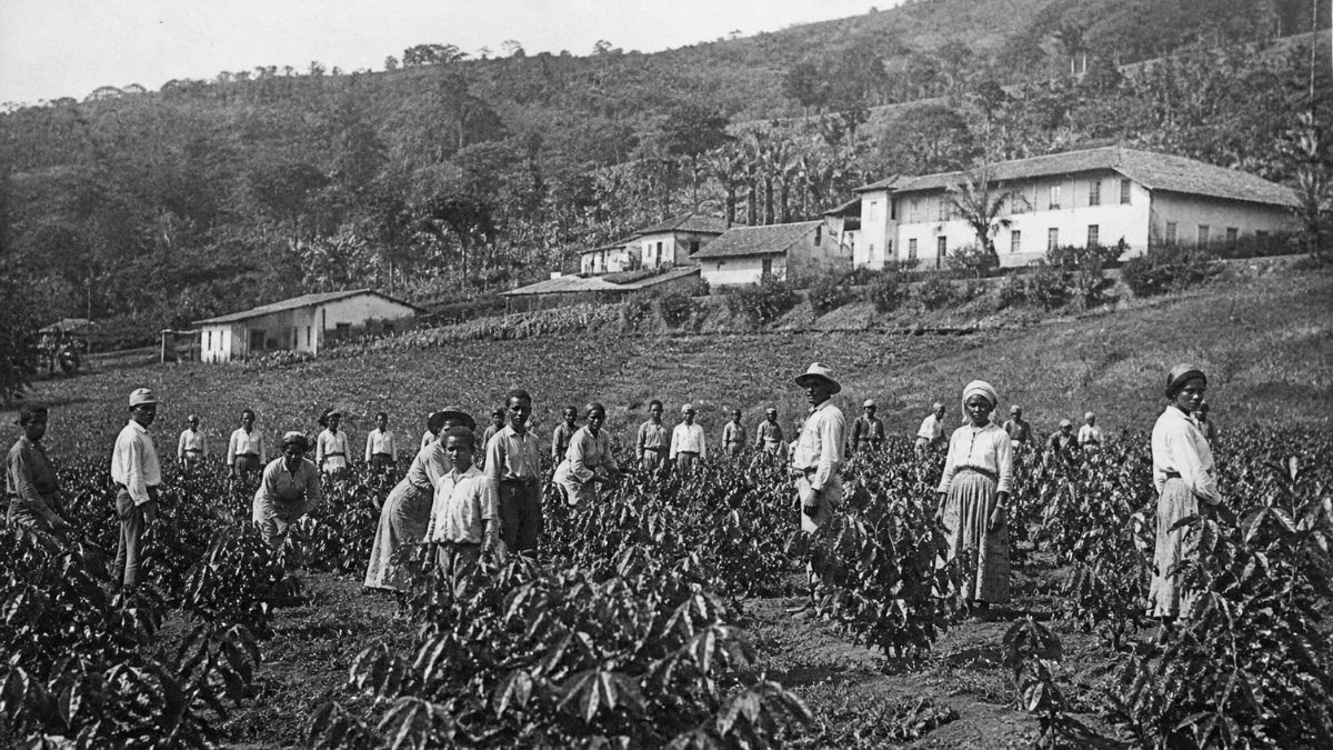 Trabalhadores rurais em fileiras de plantação de café com grandes casas coloniais brancas ao fundo em uma paisagem montanhosa.