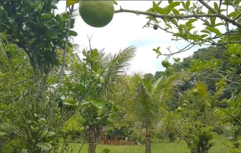 Vista em primeiro plano de galhos com limões verdes e coqueiros ao fundo integrados a uma área gramada sob céu claro.
