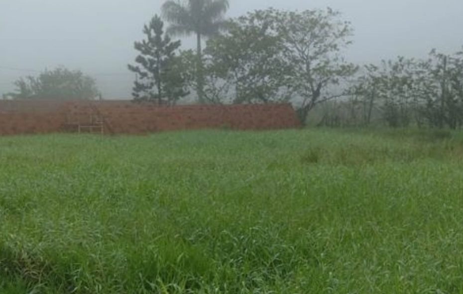 Vista de um terreno plano coberto por grama verde alta com um muro de tijolos ao fundo sob neblina suave.