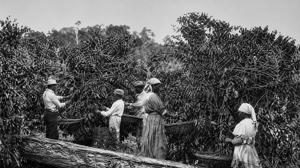 Fotografia em preto e branco de trabalhadores realizando a colheita manual em um cafezal denso, utilizando cestos de vime tradicionais.