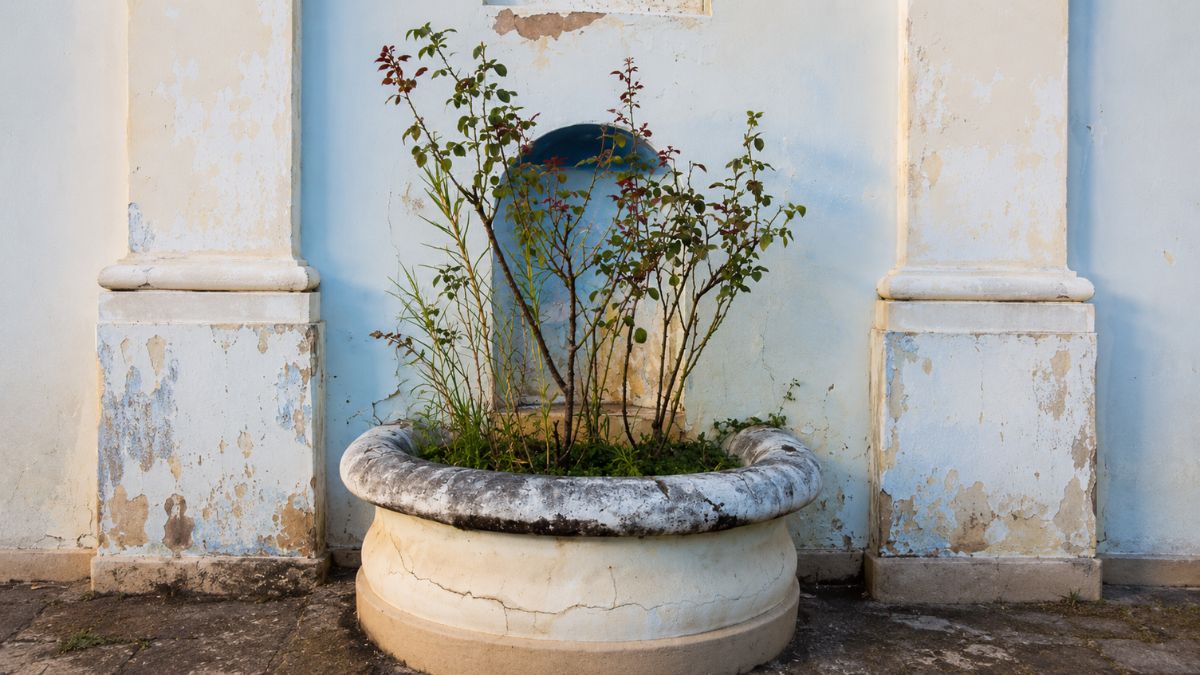 Close de um tanque circular de pedra com plantas em seu interior posicionado à frente de um nicho em arco azul.