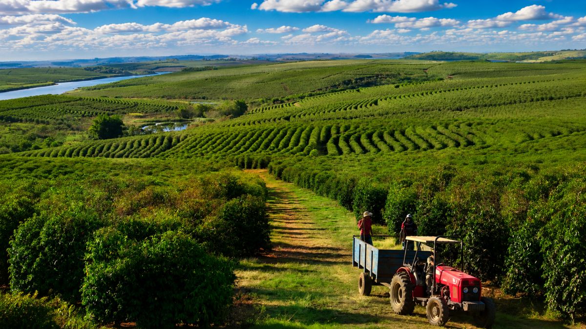 Fotografia realista mostrando uma imensa plantação de café cultivada em curvas de nível sobre colinas verdejantes. À esquerda, um rio de águas azuis corta a paisagem natural de forma harmônica. O céu está azul claro repleto de nuvens brancas espalhadas. No primeiro plano à direita, um trator vermelho traciona uma carroceria azul transportando dois trabalhadores rurais ao longo de uma estrada de terra.